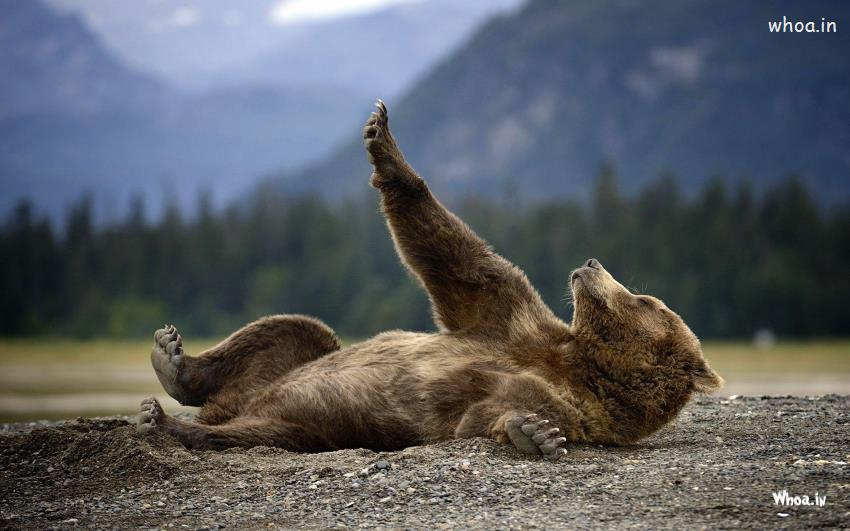 Bear Laying On The Land HD Wallpaper