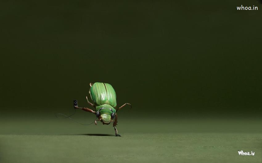 Bug Danceing On Music Funny HD Wallpaper