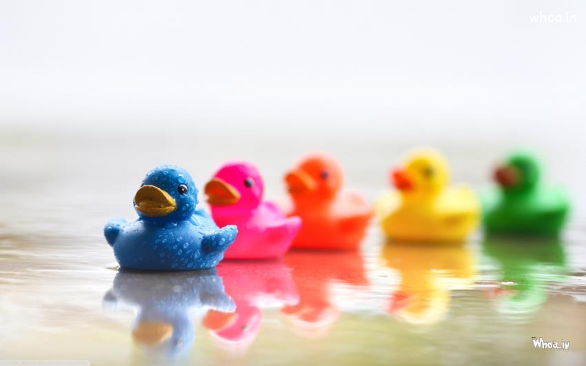 Colorful Toy Ducks Swimming HD Funny Wallpaper