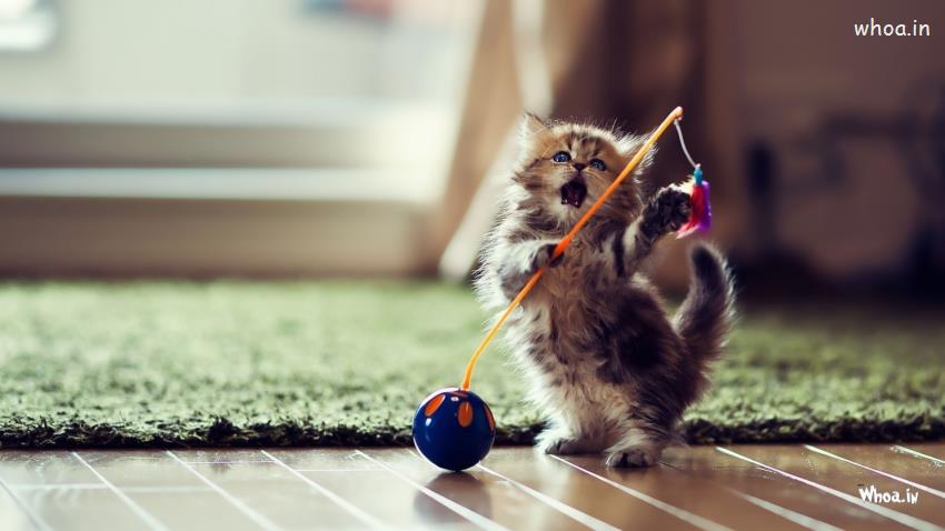Cute Fluffy Kitten Playing HD Animal Funny Wallpaper