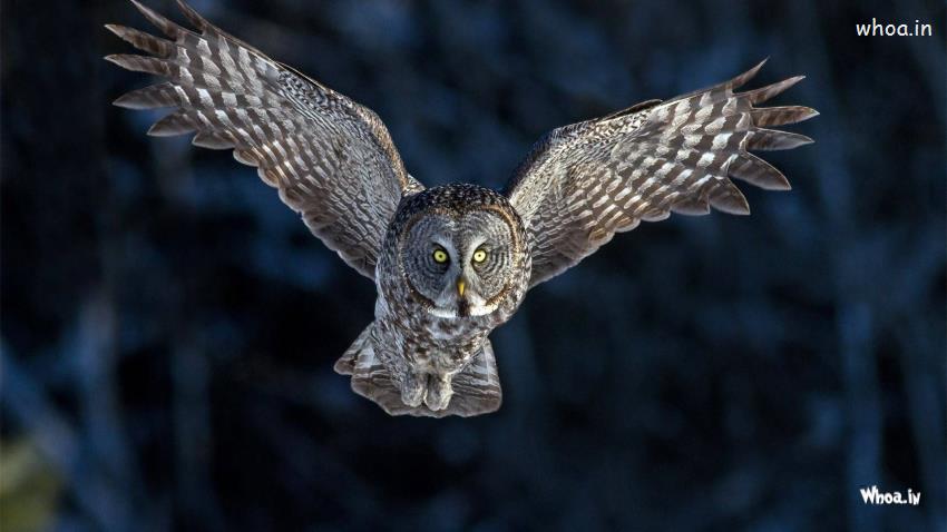Flying Owl Desktop Background HD Wallpaper