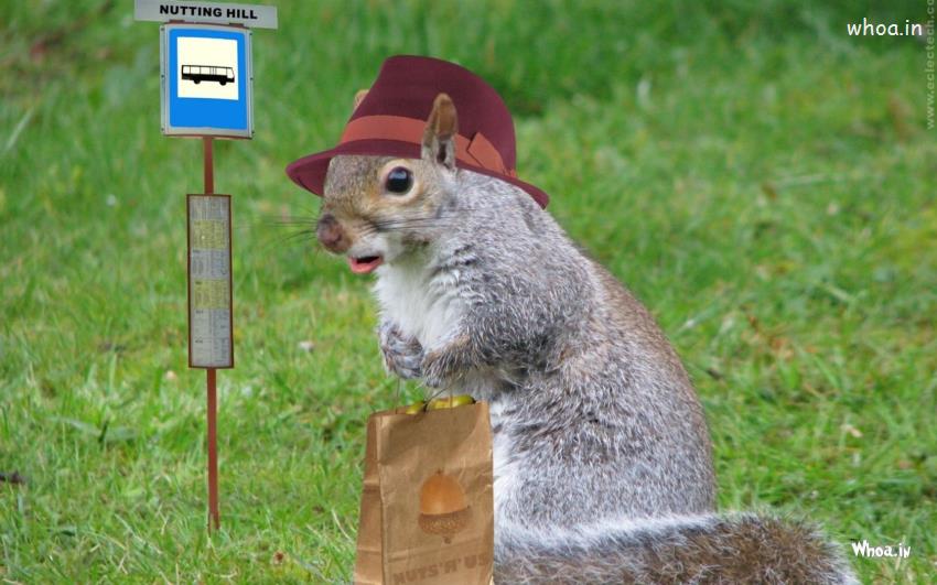 Funny Squirrel Waitting Nutting Hill Bus Stop HD Animal Fun Wallpaper