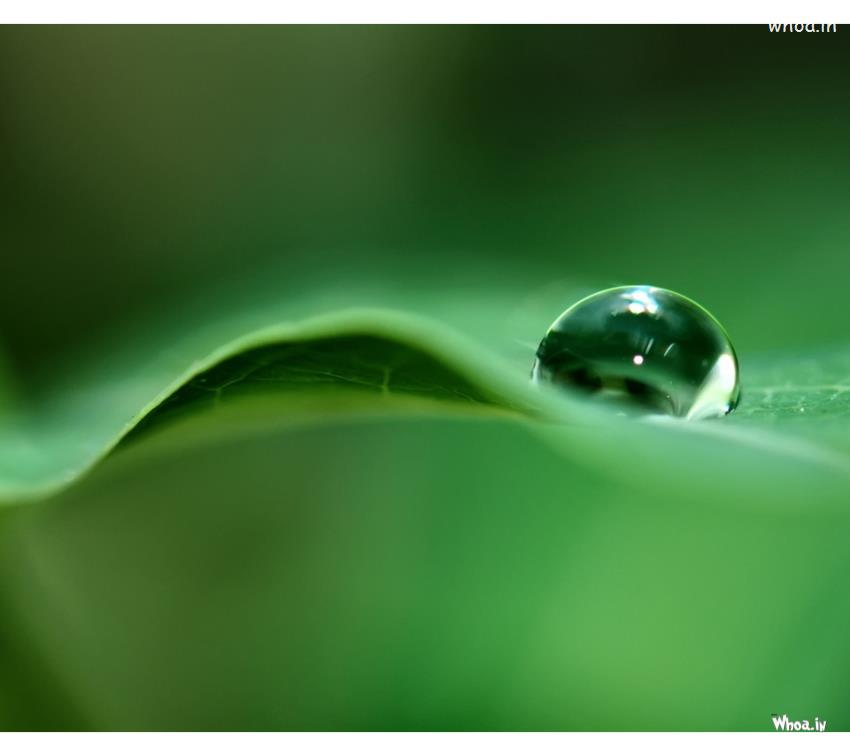 Green Leaf With Water Drop HD Wallpaper
