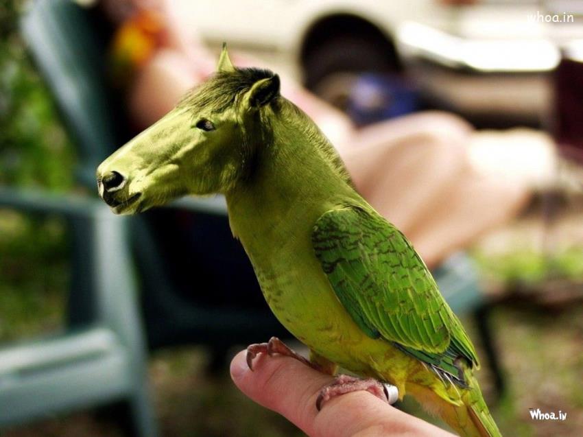 Green Parrot Horse Face Amazing Funny HD Wallpaper