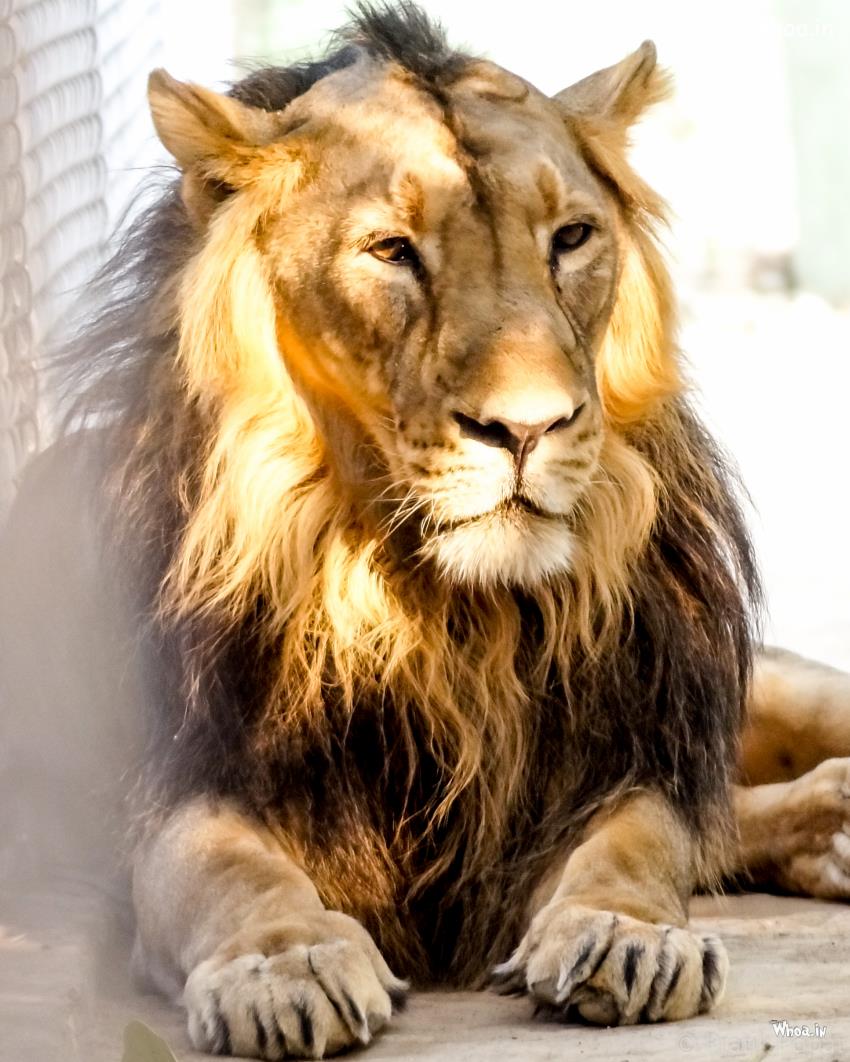 Lion In Zoo, Animals Photography, HD Lion Images Collection