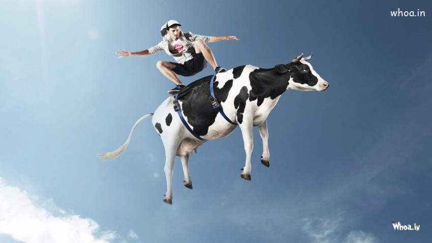 Man Surffing In Cows Facebook Fun HD Wallpaper