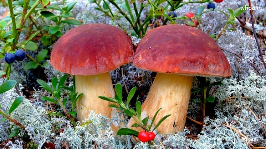 Natural Red Mushroom Desktop Background HD Wallpaper