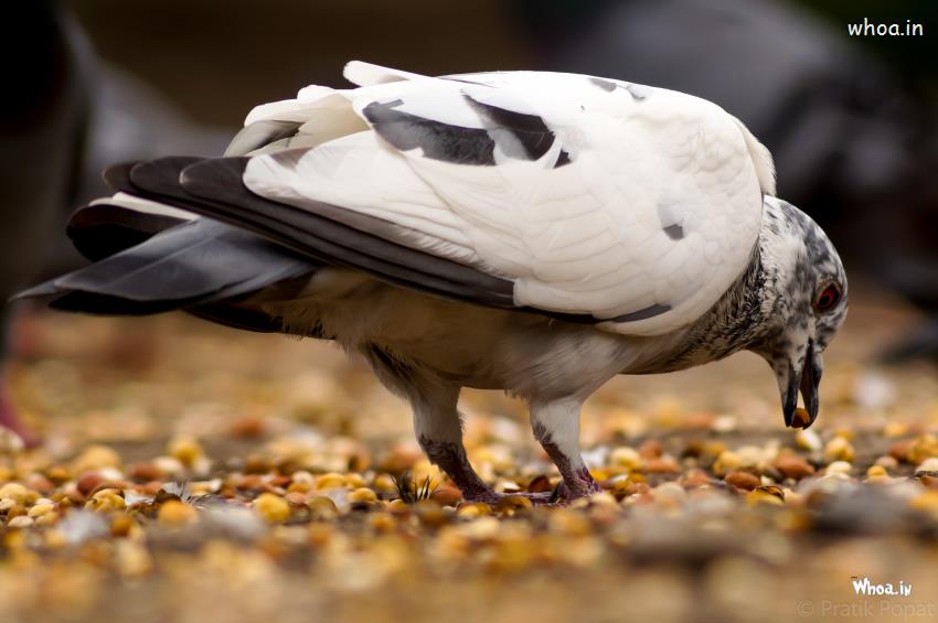 Good Photoshoot Collection Of Dove Eating Food, Photoshoot Ideas