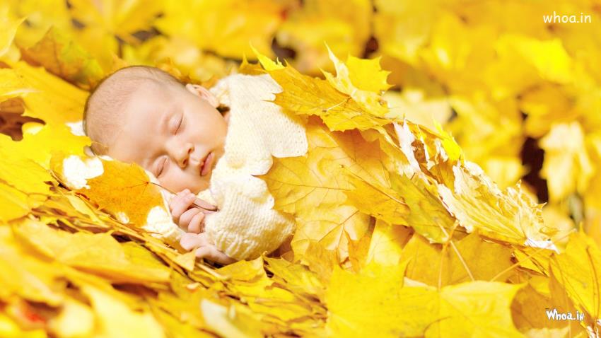 Newborn Cute Baby Sleeping In Yellow Leaves HD Baby Sleep Wallpaper