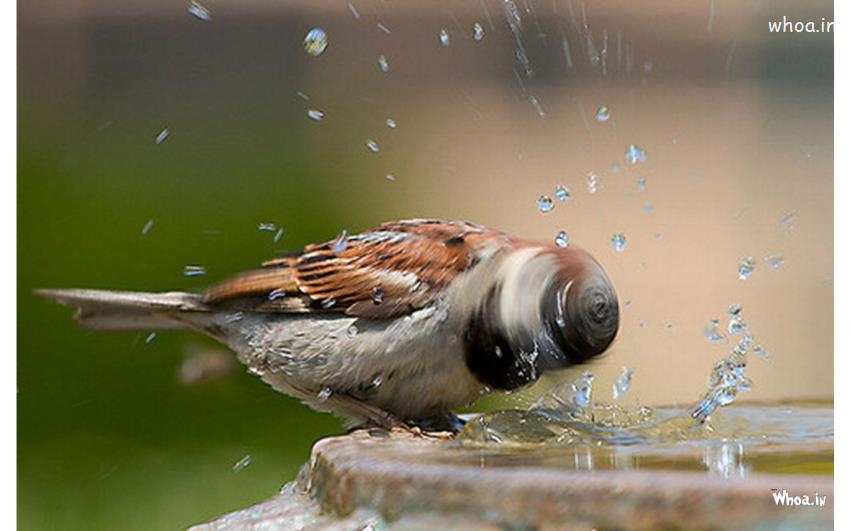Sparrow Image Photo Taken At The Right Moment HD Wallpaper
