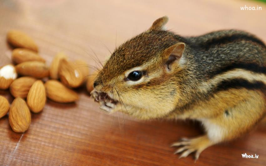 Squirrel Eat Almonds Desktop Background HD Wallpaper