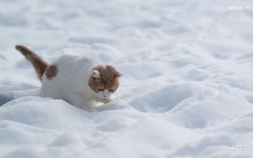 White Cat Walk On White Snow HD Wallpaper
