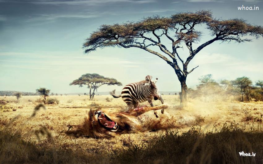 Zebra And Lion Fight HD Animal Wallpaper