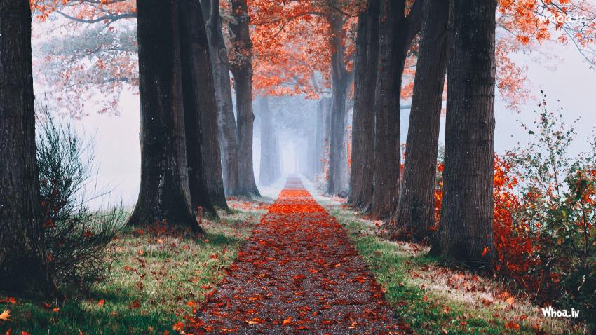 Autumn Foggy Forest   Autumn Trees Park  Natural Wallpapers HD Wallpapers
