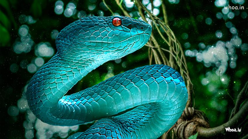 Blue Snake On Island HD 4K Photos Wallpaper For Desktop