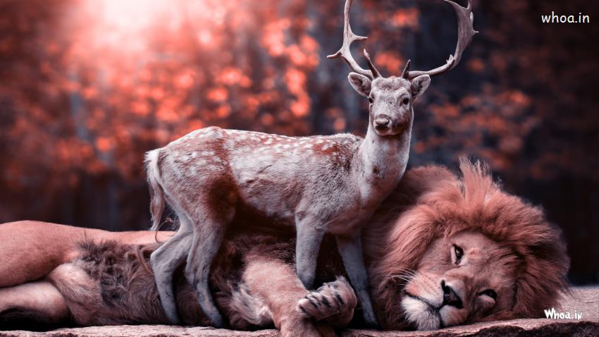 Lion And Deer Together Pic Friends Forever Hd Images Wallpapers For Dp
