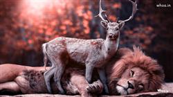 Lion and Deer together pic Friends Forever Hd Imag