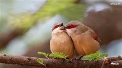 Light Brown Red Birds Are Standing On Tree Branch