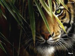 Best HD latest tiger wallpaper