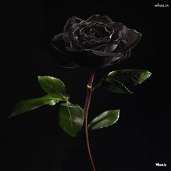 Black lotus flower HD wallpaper