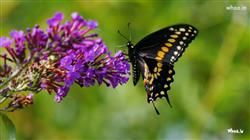 Black yellow dots design butterfly on purple backg