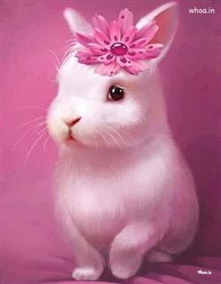 Cute pink rabbit pictures