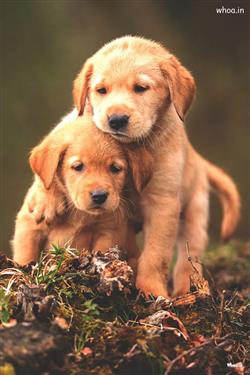 Cute Puppy Pictures & Images [HD] 