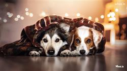 Dog Photography Tips & Ideas - Photo Retouching Se