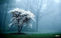 Most Popular Natural White Flower Tree Light Backg