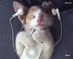 Music with Beautiful cute citty pictures