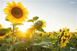 natural HD sunflower pictures