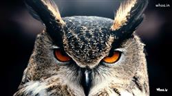 Owl Close Up Face Photoshoot