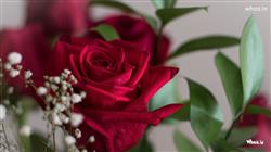 Roses wallpaper- Red rose wallpaper photo free dow