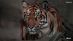 Tiger With Stare Look Is Sitting In Blur Backgroun