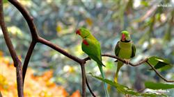 Two Beautiful Green Parrots Are Standing On Tree P