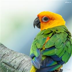 Unique Birds ideas-  birds, pet birds, beautiful b