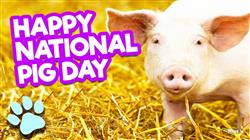 Happy Pig Day 1st March International Pig Day #2 p