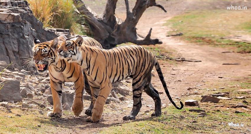 An International Tiger Day At 29 July