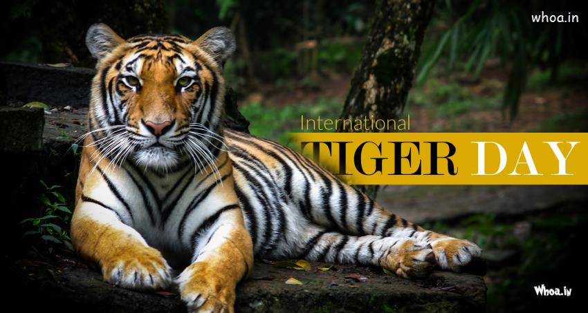 The International Animal -Tiger,Happy International Tiger Day