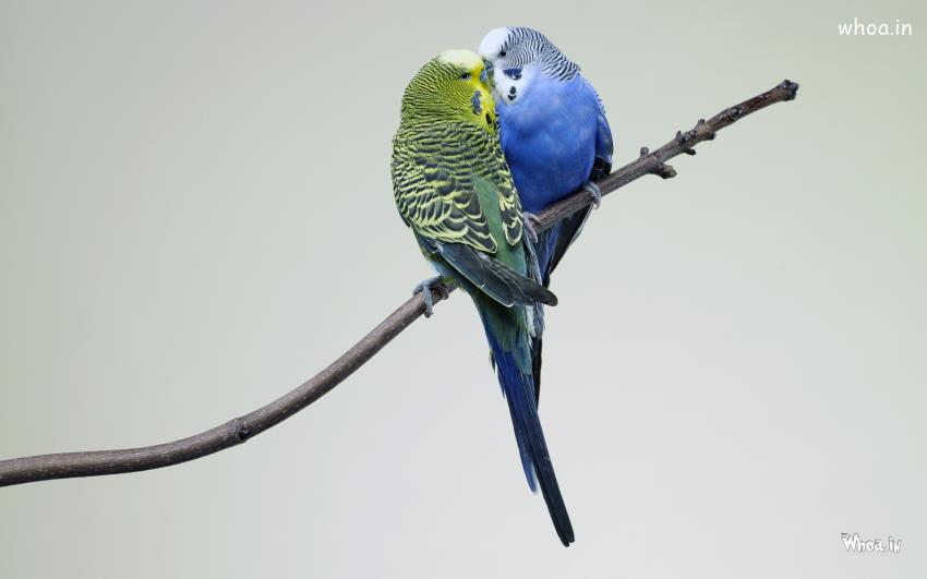 Wallpaper And Image Of Kissing Bird Couple