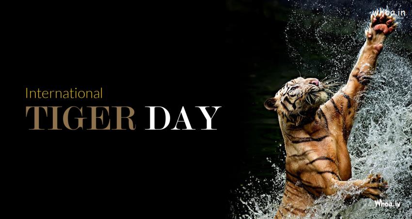 The International Tiger Day,29 July