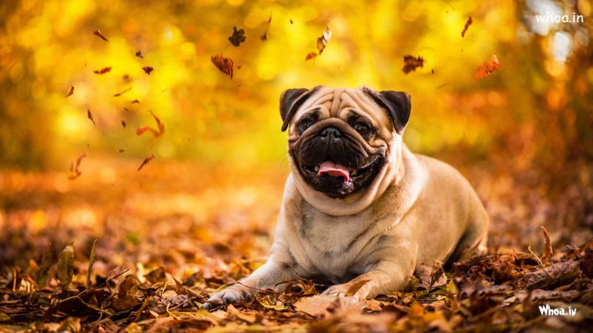 Light Brown Pug Dog Is Sitting On Dry Leaves Background 