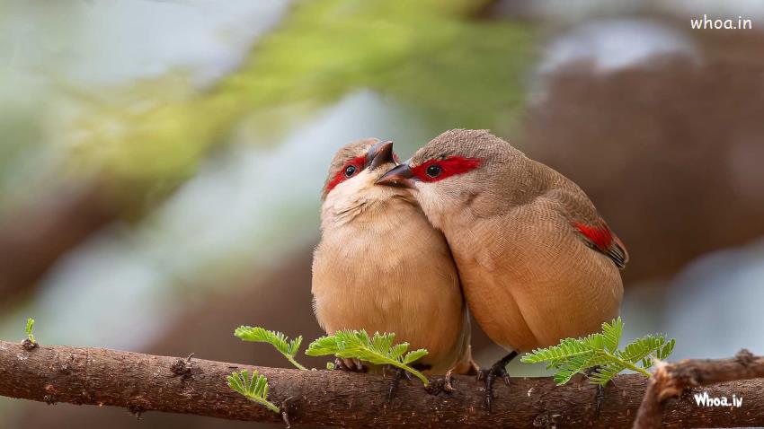 Beautiful Light Brown Red Birds Are Standing On Tree Branch 