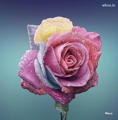 Best Beautiful Flower HD Wallpaper , Rose Flower Images