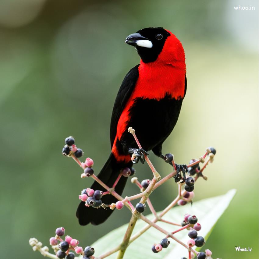 Best Birds Photo Free Download - Bird Pictures Free Images 