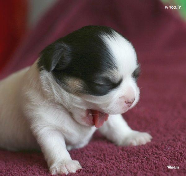 Best Cute Puppy Pictures  , Wild Cute Puppy New Images 