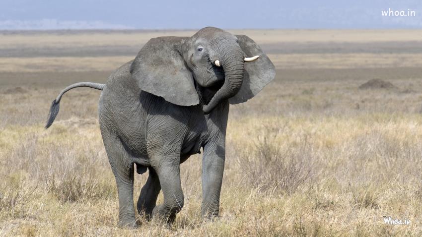  Best Elephant Wallpaper - HD Elephant Pictures & Images