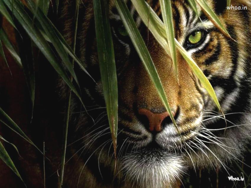 Best HD Latest Tiger Wallpaper , Animals Pic , Tiger