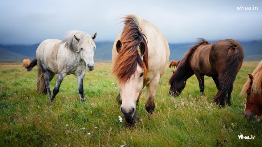 Bestwhite Brown Horses Are Standing On Green Grassbackground