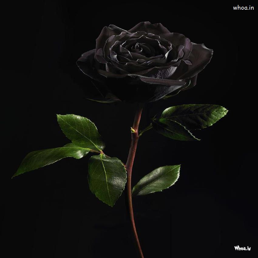 Black Lotus Flower HD Wallpaper , Black Flowers Best Pic